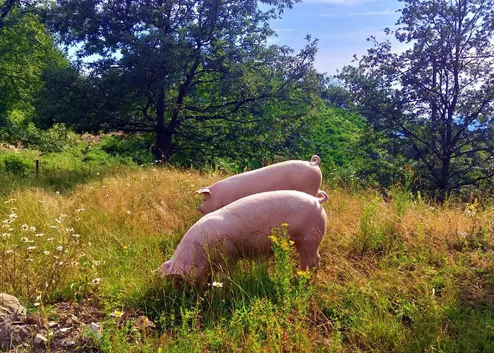 Terra Del Bosco Gospodarstwo agroturystyczne Sesta Godano