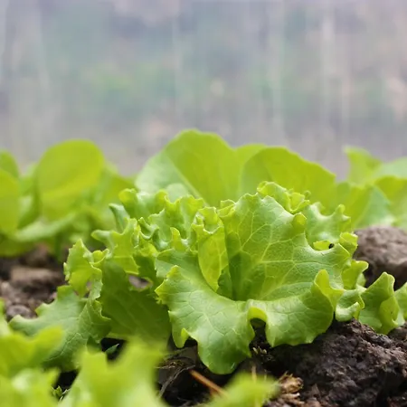 Farma Terra Del Bosco *