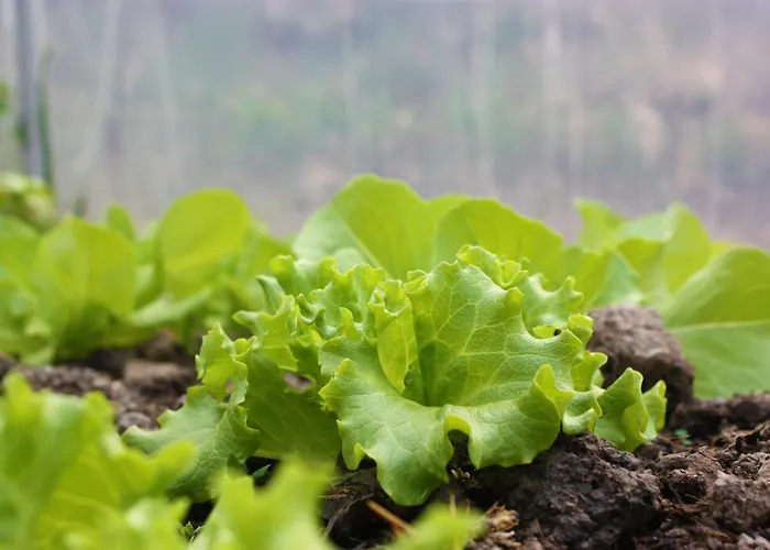 Feriegård Terra Del Bosco *